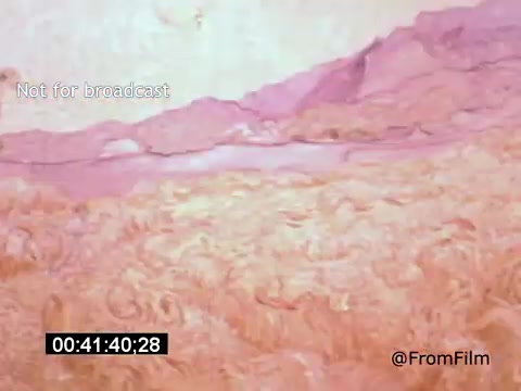 The still from *Vincent Van Gogh: A Self-Portrait (1961)* features a vibrant depiction of Van Gogh's iconic style, characterized by swirling brushstrokes and a palette of soft pink and orange hues. The background suggests a landscape, likely reflecting Van Gogh's emotional connection to nature. Lee J. Cobb's narration enhances the exploration of Van Gogh's life and artistic vision. This moment captures the essence of Van Gogh’s expressive use of color and form.