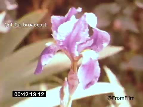 The still is from 'Vincent Van Gogh: A Self-Portrait' (1961) and features a close-up of a purple iris flower, emphasizing its vivid color and delicate petals. The background is softly blurred, likely capturing the essence of Van Gogh's impressionistic style. This moment may reflect Van Gogh's appreciation for nature, which often influenced his artwork. The timestamp suggests it is part of a sequence exploring the artist's life or inspirations.   For more insights and to support our channel, visit: https://ko-fi.com/fromfilm.