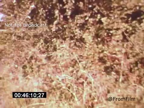 The still from *Vincent Van Gogh: A Self-Portrait (1961)*, featuring Lee J. Cobb, showcases a richly textured natural scene, possibly foliage or a garden. The colors are warm and muted, conveying an organic feel that aligns with Van Gogh's passion for nature. The composition might evoke a sense of introspection and connection to the environment, reflective of the artist's own life and experiences.