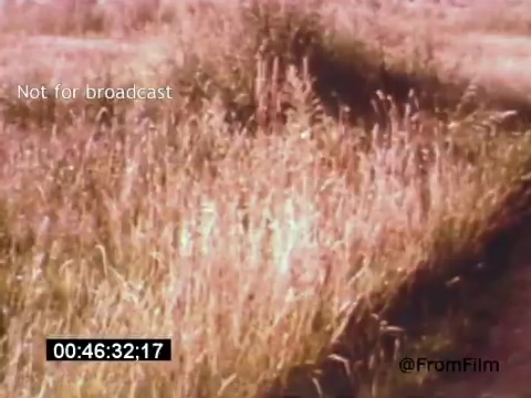 The still from 'Vincent Van Gogh: A Self-Portrait' (1961) features a natural landscape with tall grass swaying gently, depicted in warm hues. The scene emphasizes the beauty and simplicity of nature, reflecting a connection to Van Gogh's artistic themes. The image conveys a sense of tranquility, aligning with the introspective nature of the film narrated by Lee J. Cobb.