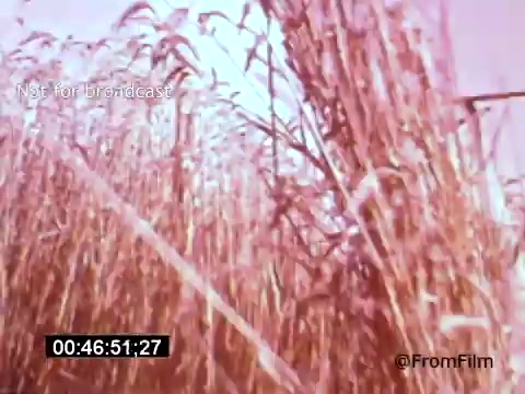 The still from 'Vincent Van Gogh: A Self-Portrait (1961)' features a close-up view of tall grass or wheat, bathed in a warm, pinkish hue. The image captures the essence of nature, reflective of Van Gogh's appreciation for landscapes. It likely represents the emotional and vibrant style associated with the artist, emphasizing texture and color. The frame includes a timecode, indicating it's part of a film reel, and the text 'Not for broadcast' suggests it's for archival or review purposes. Lee J. Cobb, known for his powerful performances, enriches the narrative with his portrayal.