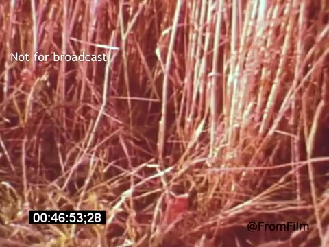The still from 'Vincent Van Gogh: A Self-Portrait' (1961) captures a close-up of tall, dry grasses, possibly reflecting the artist's connection with nature. The warm tones create an intimate atmosphere, while the overlay text indicates the image is not intended for broadcast, hinting at its archival significance. This scene may symbolize the inner landscape of Van Gogh's emotional state or his inspiration from the natural world. The timecode suggests it's a frame within a larger narrative.