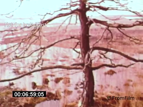 The still from 'Vincent Van Gogh: A Self-Portrait (1961)' features a stark, leafless tree set against a muted landscape, possibly reflecting the desolation often associated with Van Gogh’s art. The image captures the somber, introspective tone of the film, which utilizes Lee J. Cobb's narration to explore Van Gogh's life and emotional struggles. The scene's composition and color palette evoke a feeling of isolation, aligning with the themes central to Van Gogh's work.