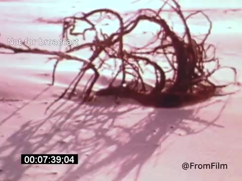 The 16mm still from 'Vincent Van Gogh: A Self-Portrait' (1961) features a close-up of gnarled branches or roots, casting intricate shadows against a soft, sandy background. The color palette suggests a dreamlike quality, evoking themes of nature and introspection reflective of Van Gogh's emotional depth. Lee J. Cobb lends his voice to this exploration of the artist's legacy.