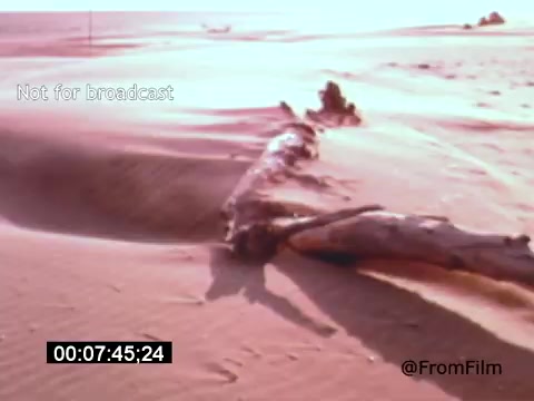 The still from 'Vincent Van Gogh: A Self-Portrait' (1961) depicts a desolate landscape featuring a weathered log resting on sandy terrain. The scene is bathed in a soft, warm light, creating an ethereal atmosphere. This aesthetic choice aligns with the film's exploration of Van Gogh's emotional landscape, reflecting the artist's internal struggles and vibrant creativity. The composition evokes themes of isolation and introspection. Lee J. Cobb’s narration likely enhances the poignant connection to Van Gogh’s life and work.