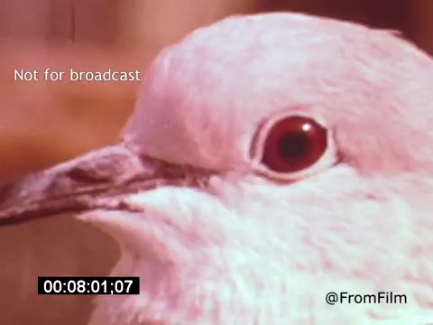 The still from 'Vincent Van Gogh: A Self-Portrait (1961)' features a close-up of a bird, highlighting its eye and beak. The focus on the bird suggests themes of nature and perhaps mirrors Van Gogh’s own fascination with the natural world. The use of color and texture in the image echoes the expressive style associated with Van Gogh's artwork. This sequence likely reflects the introspective and emotional depth of the film, narrated by Lee J. Cobb.