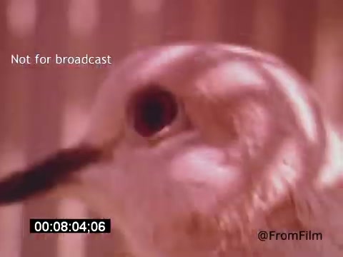 The still features a close-up of a bird, focusing on its eye and beak. The colors appear warm and soft, creating an intimate atmosphere. The visual is likely part of a larger exploration of Van Gogh's life or art, with Lee J. Cobb possibly providing narration or context. The shot's abstract quality invites viewers to reflect on the emotional depth associated with Van Gogh’s work.