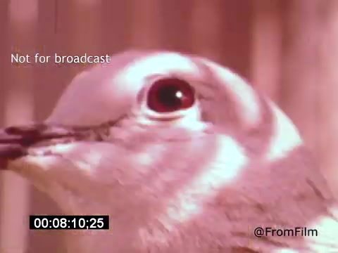 The still from 'Vincent Van Gogh: A Self-Portrait' (1961) features a close-up of a bird's head, showcasing intricate details like its eye and feathers. The film uses vibrant colors and soft lighting, creating a serene atmosphere. This imagery complements the artistic themes of the documentary, which explores Van Gogh’s life and work through a unique lens, narrated by Lee J. Cobb.