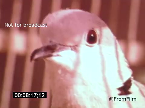The still from 'Vincent Van Gogh: A Self-Portrait' (1961) features a close-up shot of a bird, likely a pigeon. The colors are warm with a soft focus, creating an intimate atmosphere that might symbolize freedom or the artist's inner thoughts. The film, narrated by Lee J. Cobb, combines visual imagery with Van Gogh's life and work, capturing his emotional and artistic journey. The presence of the bird could reflect themes of nature and inspiration that are essential to Van Gogh's art.