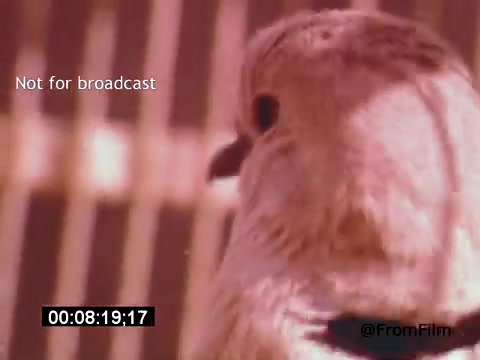 The still from *Vincent Van Gogh: A Self-Portrait* (1961) features a close-up of a bird, likely emphasizing themes of nature and beauty that are often reflected in Van Gogh's work. The vivid colors and soft focus create an intimate atmosphere. The film, narrated by Lee J. Cobb, explores Van Gogh's life and artistry, portraying his emotional and psychological struggles. The imagery serves as a metaphor for freedom and creativity, central to Van Gogh's legacy.