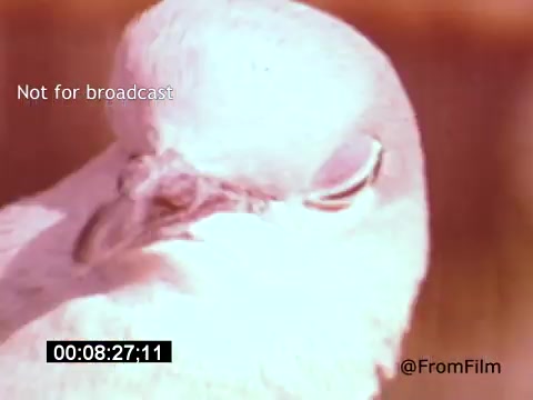 The 16mm still from 'Vincent Van Gogh: A Self-Portrait (1961)' features a close-up of a bird, possibly a dove or pigeon, with soft, muted colors and a blurred, warm background. The focus is on the bird's eye and gentle curves, evoking a sense of tranquility. Lee J. Cobb's narration likely provides context or reflection on Van Gogh's artistry, though the image captures a moment of stillness and beauty in nature.