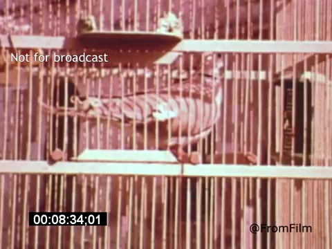 The still from 'Vincent Van Gogh: A Self-Portrait' (1961) features a bird in a cage, emphasizing themes of isolation and confinement. The use of color is vibrant yet subdued, reflecting Van Gogh's emotional intensity. The presence of the caged bird may metaphorically relate to Van Gogh's struggles and passion for freedom in his art. Lee J. Cobb's narration likely adds depth to the exploration of Van Gogh's life and legacy.