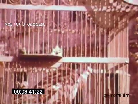 The still from 'Vincent Van Gogh: A Self-Portrait' (1961) features an artistic representation of a birdcage, possibly symbolizing confinement or introspection. The soft, warm colors and delicate details evoke Van Gogh's distinctive style. The presence of birds could signify freedom or the artist's yearning for expression. Lee J. Cobb's narration likely adds depth, interpreting Van Gogh's complex emotions and life experiences.