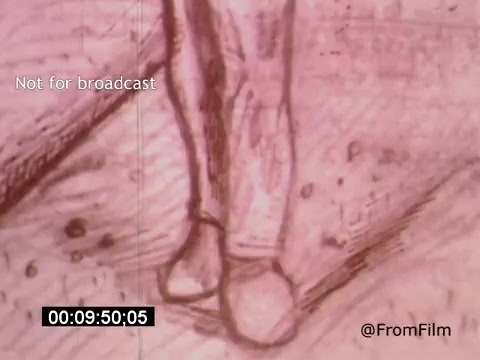 The still from 'Vincent Van Gogh: A Self-Portrait' (1961) captures a close-up of two feet in a sketch style, possibly reflecting Van Gogh's artistic process. The image emphasizes texture and detail, showcasing the techniques associated with Van Gogh’s unique style. The muted colors and sketchy lines evoke a sense of intimacy and exploration of the artist's body and presence.