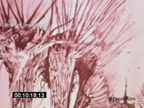 The still from 'Vincent Van Gogh: A Self-Portrait' features a strikingly expressive, abstract representation of Van Gogh's characteristic swirling lines and bold colors. The image conveys a sense of intensity and emotion, reflecting the artist's tumultuous inner life. The warm hues and dynamic brushwork evoke a passionate engagement with the subject, likely underscoring themes of artistic struggle and genius. Lee J. Cobb’s narration likely complements the visual experience by exploring Van Gogh’s life and artistry.