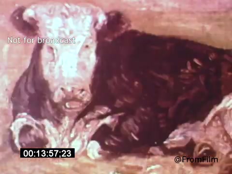 The still features a close-up of a painted cow, likely referencing Vincent Van Gogh's art style. The cow is depicted with rich brushstrokes that capture its form and texture, reflecting Van Gogh's characteristic use of vibrant colors and emotional depth in his work. This scene is part of the 1961 film 'Vincent Van Gogh: A Self-Portrait,' narrated by Lee J. Cobb, which explores the life and artistry of the renowned painter.