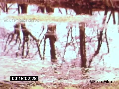 The still from 'Vincent Van Gogh: A Self-Portrait' (1961) features a reflective surface, likely water, displaying the distorted reflections of trees. The muted colors and soft focus evoke an impressionistic quality, reminiscent of Van Gogh's own style. This visual could symbolize the duality of Van Gogh's troubled life and artistic genius, capturing a moment of solitude and contemplation amidst nature. Lee J. Cobb’s narration likely adds depth to the emotional landscape of the film.