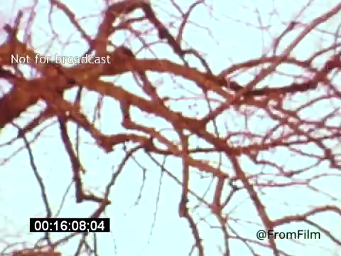 The 16mm still from 'Vincent Van Gogh: A Self-Portrait' (1961) showcases bare, intertwining branches against a soft background. This imagery likely reflects themes of despair and isolation, resonant with Van Gogh's emotional struggles. The scene's starkness may symbolize the artist's own tumultuous life, complemented by the narration of Lee J. Cobb. This visual abstraction can evoke contemplation about Van Gogh's legacy and artistic journey.