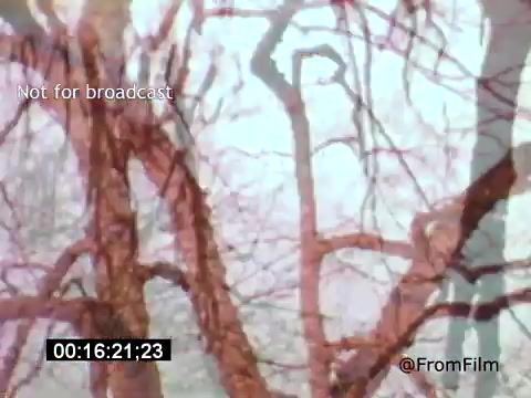 The still from 'Vincent Van Gogh: A Self-Portrait' (1961) captures a surreal, artistic representation of intertwined branches against a soft background. The imagery likely conveys a sense of introspection and connection to nature, reflecting Van Gogh's style and emotional depth. The film features narration by Lee J. Cobb, adding significance to the visual elements.