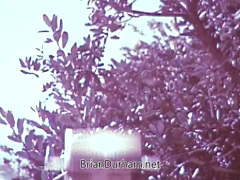 The still features foliage with a soft focus, highlighting the leaves against a blurred background. The lighting gives it an ethereal quality, typical of vintage commercials. The image is captured in black and white, although it originally contained vibrant colors, likely showcasing a warm, inviting scene related to Red Rose Tea. The composition focuses on nature, creating an appealing and tranquil atmosphere.