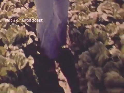 The still from the 1970s PSA by the National Agricultural Chemicals Association features a close-up view of someone's legs walking through rows of leafy greens, likely in a farm or garden setting. The image emphasizes agricultural practices, possibly showcasing the role of agricultural chemicals in farming. The scene appears vibrant, reflecting the lushness of the crops. The text overlay indicates that the image is not intended for broadcast.