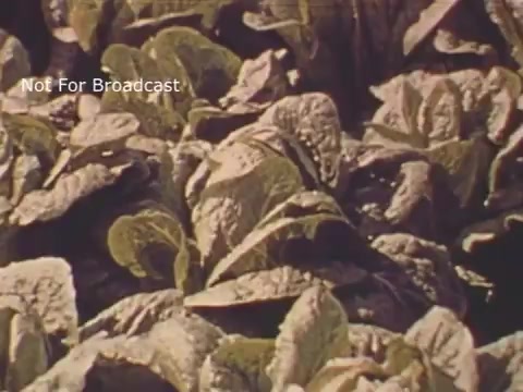 The still from the 1970s PSA by the National Agricultural Chemicals Association depicts a close-up view of lush, green lettuce leaves in a field. The imagery likely aims to highlight the importance of agricultural chemicals in promoting healthy crops and ensuring agricultural productivity. The visual composition emphasizes the vitality of the plants, reflecting the era's focus on agricultural advancements.