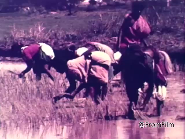 The still from the 1975 CARE World Hunger Fund PSA features a group of individuals working in a rice field. They are bent over, engaged in the labor of planting or harvesting rice, likely highlighting the challenges of food production and hunger. The scene captures a rural setting with lush greenery, emphasizing the theme of agricultural efforts in the face of hunger.