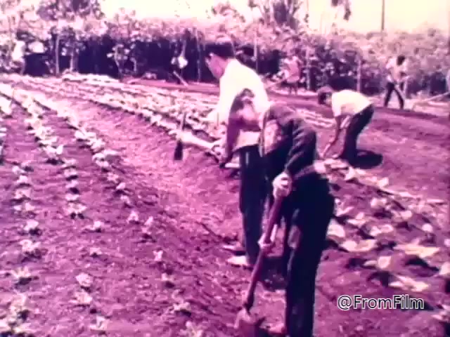 The still depicts individuals engaged in agricultural work, likely planting or tending to crops in a field. The scene emphasizes a communal effort in agriculture, reflecting themes of food production and cooperation. The overall tone is earnest, highlighting the importance of addressing hunger and contributing to food security, consistent with the objectives of the CARE World Hunger Fund PSA from 1975.