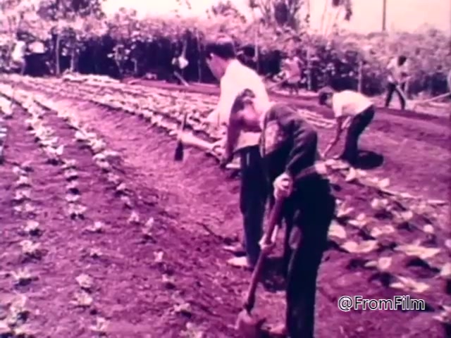The still from the 1975 CARE World Hunger Fund PSA depicts a group of individuals farming in a field. They are using tools to work the soil, focusing on rows of young plants. The environment appears rural, highlighting agricultural efforts aimed at combating hunger. The image is likely presented in a muted color palette, typical of that era's film stock.