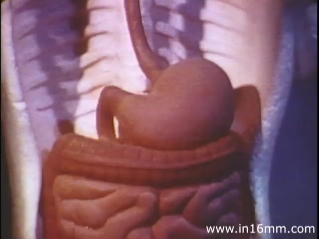 The still from 'I Am Joe's Stomach' features a colorful and stylized depiction of the human stomach and intestines, highlighting the digestive anatomy. The 3D animation effectively illustrates the stomach's shape and position within the body, emphasizing its role in digestion. Accompanied by a narrative perspective, the segment creatively explores the stomach's functions and the consequences of poor dietary habits, embodying a humorous yet educational tone typical of the 1980s.