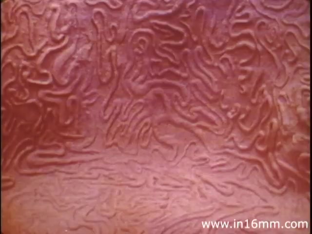 The still from 'I Am Joe's Stomach' depicts a textured, abstract representation of the inner surface of the stomach. The intricate patterns may suggest the complexity of the digestive processes, while the warm color palette evokes a sense of organic material. This visual is designed to illustrate the workings of the human stomach in a dynamic and engaging manner, aligning with the educational intent of the film to inform viewers about stomach functions and gastrointestinal health. The film employs both animation and live-action sequences to narrate the experiences of a person facing digestive issues.