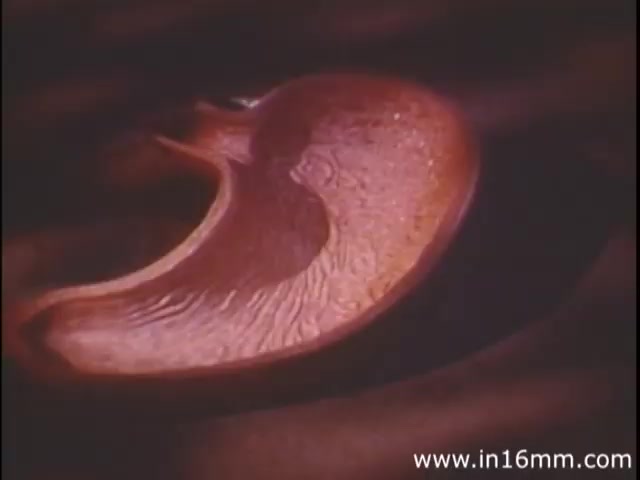 The still from 'I Am Joe's Stomach' features a three-dimensional animation of a human stomach, depicted in a rich, vibrant shade of red. The intricate textures of the stomach’s inner lining are visible, emphasizing its complex structures. This educational piece utilizes both animation and live-action to explore the functions and care of the human stomach, illustrating the significance of digestive health through the experiences of a figurative character facing challenges related to digestion. The scene captures the essence of the 1980s educational style, blending informative content with creative visuals.