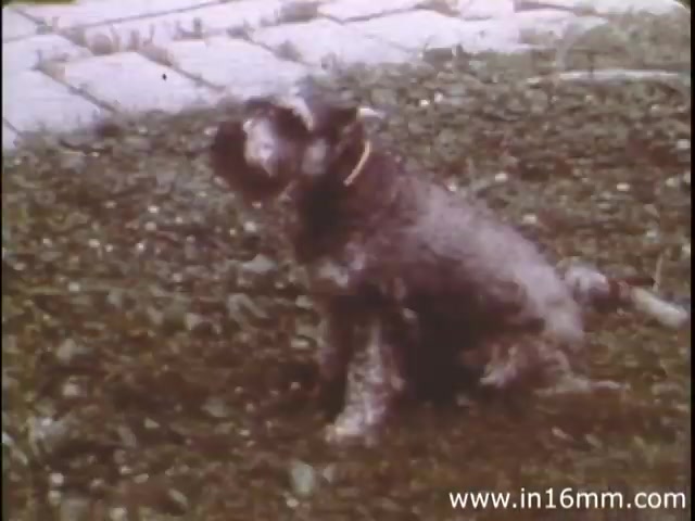 The still from 'I Am Joe's Stomach' is likely a scene featuring a dog in a garden or grassy area, possibly showcasing a moment of the animal's behavior as it interacts with its environment. The film utilizes a mix of animation and live-action to illustrate the complexities of the human digestive system, with a focus on the importance of stomach health and function through relatable experiences. The dog's presence might underscore a point about digestion or natural processes in a humorous or illustrative way. The overall tone reflects the educational yet entertaining style characteristic of Reader's Digest productions in the 1980s.