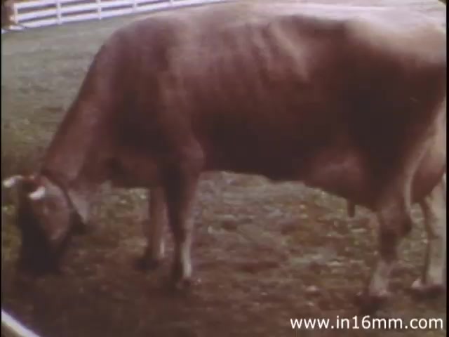 'I Am Joe's Stomach' from Reader's Digest is an educational film that combines three-dimensional animation with live-action sequences to illustrate the functions of the human stomach. The narrative follows a character named Joe, who experiences digestive problems, particularly related to waste. The film emphasizes the importance of stomach care and how dietary choices affect digestion, using engaging visual storytelling to convey its message. This revised edition, produced in the 1980s, aims to provide viewers with a clearer understanding of gastrointestinal health.