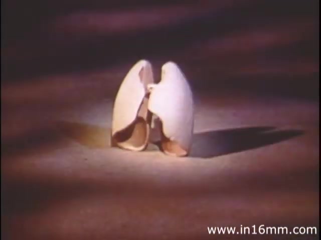 The still from 'I Am Joe's Stomach' features a whimsical animated representation of a pair of lungs, depicted as white, shell-like structures. The animation highlights the educational focus of the film, which combines three-dimensional graphics with live-action sequences to illustrate complex bodily functions. The narrative centers on the experiences of a personified stomach, addressing issues related to digestion and health, particularly emphasizing the consequences of poor digestive habits. The visual style reflects the 1980s educational animation trends aimed at making anatomy engaging and accessible.