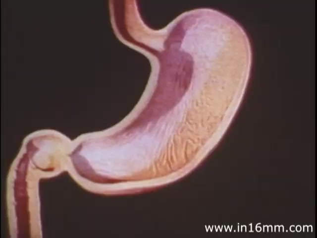 The still from 'I Am Joe's Stomach,' a 1980s production by Reader's Digest, features an animated, cross-sectional view of the human stomach. It vividly illustrates the organ's shape and texture, complemented by color gradients that highlight its structure. The animation style combines education and entertainment by visually depicting digestive functions and the importance of stomach health through a figurative character's experiences, emphasizing the consequences of improper care and dietary choices. This blend of live-action and animation aims to engage viewers while imparting knowledge.