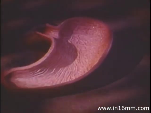 The still from 'I Am Joe's Stomach' depicts a stylized, three-dimensional representation of the human stomach. The stomach is presented in vibrant colors with detailed textures that highlight its anatomical features. This educational film, part of a 1980s edition from Reader's Digest, combines animation and live-action sequences to illustrate the complexities of the stomach's functions and the importance of digestive health, emphasizing the character 'Joe' who faces digestive issues. The visual serves as a teaching tool, likely aiming to engage viewers in understanding gastrointestinal health through creative storytelling.