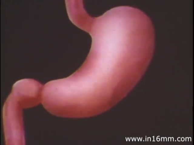 The still from 'I Am Joe's Stomach' showcases a three-dimensional animation of the human stomach, characterized by a smooth, vibrant depiction in shades of pink. The image emphasizes the stomach's form and connections to other digestive organs, highlighting its role and function within the human body. It presents an educational focus on the stomach's intricacies and encourages proper care through a narrative involving a figurative character facing gastrointestinal issues. The style reflects the engaging and informative approach typical of 1980s educational films.