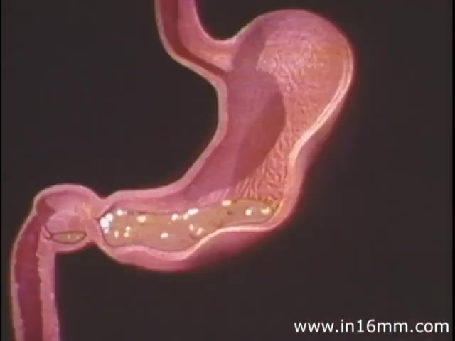 The still from 'I Am Joe's Stomach' presents a colorful, animated depiction of the human stomach, focusing on its structure and function. The image illustrates the stomach's shape, with a clear view of its inner lining and contents, demonstrating the digestive process. This educational piece utilizes a combination of animation and live action to convey the importance of stomach health and its impact on overall well-being, exploring the figurative character's struggles related to digestive issues. The overall tone is informative, aimed at educating viewers about bodily functions in an engaging manner.