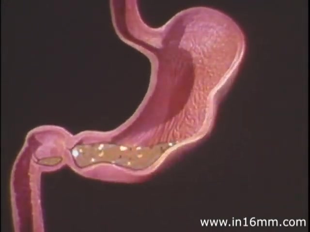 The still from 'I Am Joe's Stomach,' a 1980s educational film from Reader's Digest, features a three-dimensional illustration of the human stomach. The animated image depicts the stomach's structure in vibrant pink, emphasizing its contours and folds. Within, a representation of contents is visible, illustrating its function in digestion. The film combines animation and live-action sequences to convey the significance of stomach health through a narrative focused on digestive issues.