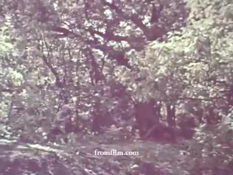 The still from the 1967 Pesticides PSA features a natural setting, likely depicting a forest or wooded area. The colors appear very faded, reflecting the age of the 16mm print. The image captures a serene yet somewhat indistinct scene, emphasizing the lush greenery of the environment, possibly to underline the impact of pesticides on nature.