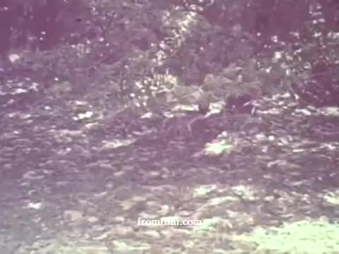 The still depicts a natural scene with a ground covered in leaves and some indistinct foliage in the background. The colors are very faded, reflecting the technical limitations of a 16mm print from 1967. The overall atmosphere suggests a focus on the environment, which aligns with the theme of a public service announcement about pesticides.