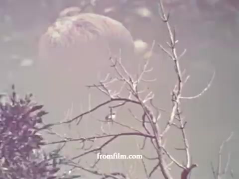 The still from the 1967 Pesticides PSA features a faded, muted color palette typical of aged 16mm film. It showcases a blurred background with an indistinct figure, possibly a human or animal, partially obscured by sparse branches. The overall composition has a soft, ethereal quality, evoking a sense of vulnerability regarding the environment and the impact of pesticides.