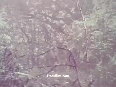 The still from the 1967 Pesticides PSA features a hazy, faded landscape, primarily showcasing muted colors. The focus is on a dense thicket of trees and branches, creating an ethereal and somewhat overexposed effect typical of aging film. This visual style emphasizes the natural environment that the message of the PSA likely aims to protect from pesticide use.