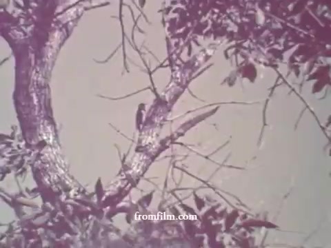 The still features a tree branch with a bird perched amid faded colors, indicative of a 16mm print from the 1967 PSA on pesticides by the Arizona Cooperative Extension Service. The image captures a natural setting, emphasizing environmental awareness.