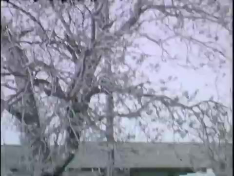 The still depicts a tree with bare branches, creating a stark silhouette against a muted background. It likely evokes a sense of solitude or longing, fitting with the title 'Kitty in a Tree.' The absence of leaves suggests a seasonal transition, possibly hinting at themes of change or vulnerability. The overall tone is nostalgic and contemplative.