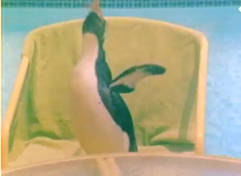 The still shows a penguin perched on a chair near a swimming pool, with a towel draped over the seat. The color palette features soft, faded hues characteristic of a 16mm silent film. The setting is light-hearted, fitting the festive promotional theme of the 1977 Kodak sales film featuring Michael Landon and Dick Van Dyke, intended for the Christmas season.