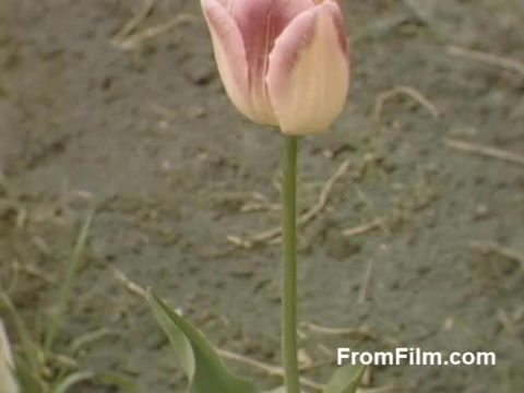 The still from 'The Tulip Film' showcases a vibrant tulip, highlighting its delicate pink and white petals. This Kodachrome footage captures the essence of post-war beauty in Holland, Michigan, prior to the Tulip Time Festival. The focus on the flower illustrates a peaceful, blossoming landscape, reflecting the charm of the era. Ideal for flower enthusiasts, this image embodies the allure of nature’s revival during the late 1940s.