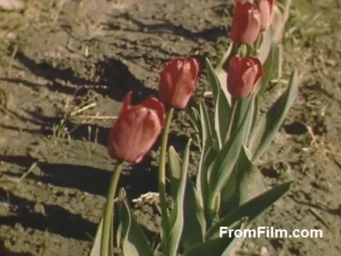 The still features vibrant red tulips, captured in rich Kodachrome during the late 1940s. The flowers stand tall against a backdrop of soil, emphasizing their beauty and resilience. This footage, originating from Holland, Michigan, offers a glimpse into the region's floral heritage before the establishment of the famous Tulip Time Festival. It highlights the charm of post-war life and the joy of spring blooms. Ideal for flower enthusiasts!