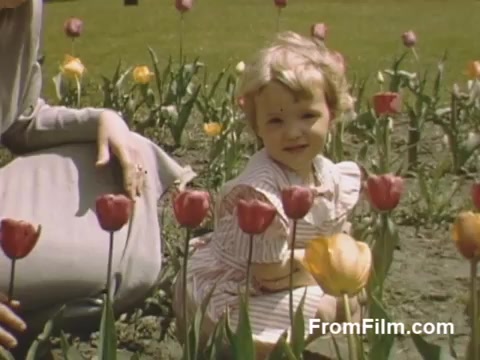 The still from 'The Tulip Film' captures a charming moment from the late 1940s, featuring a young child playing among vibrant tulip fields. The lush flowers, showcasing a mix of red and yellow blooms, provide a colorful backdrop to the scene. A woman, presumably the child's mother, is nearby, adding to the familial warmth of the moment. This nostalgic Kodachrome footage highlights the beauty of post-war life in Holland, Michigan, before the establishment of the Tulip Time Festival.